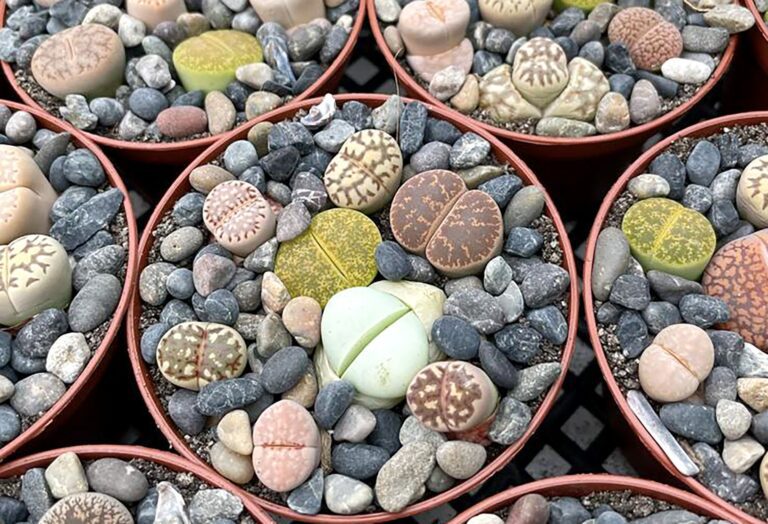 Ces Succulentes « Living Rock » Ressemblent à des Galets