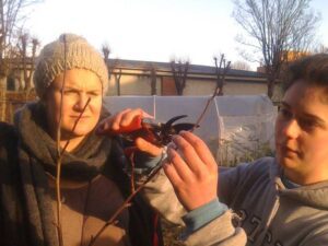 Soins et taille de jeune fruitier : Guide pratique et conseils