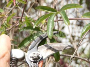 Tailler la passiflore : Guide complet pour chaque saison