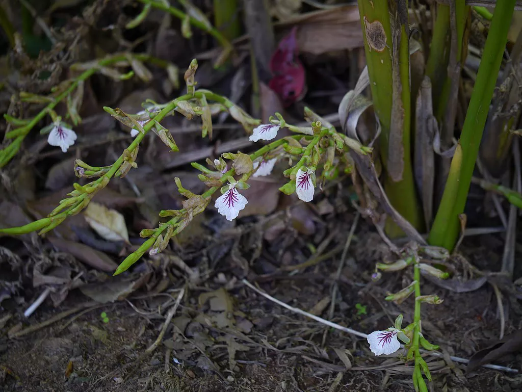 Vue rapprochée des fleurs de cardamome