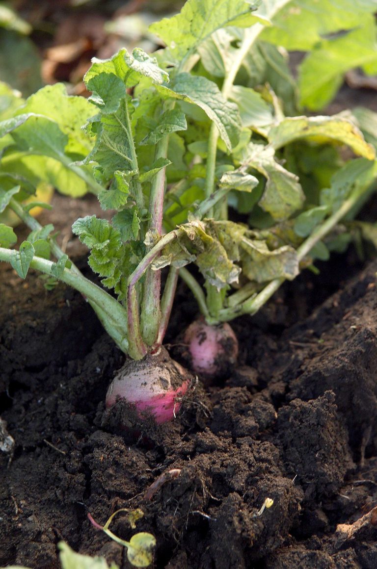 12 légumes racines parfaits pour votre jardin potager