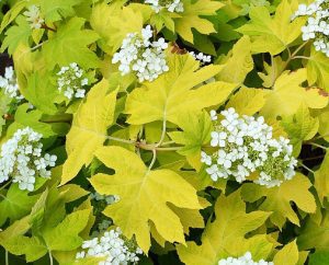 18 Petits Hortensias pour Petits Jardins Charmants