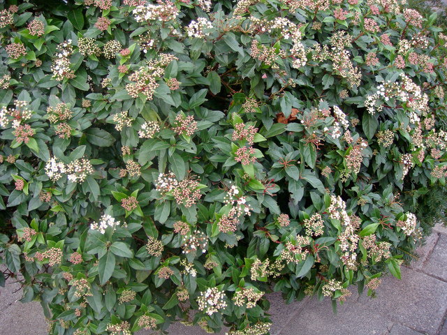 Viburnum tinus - Laurier tin