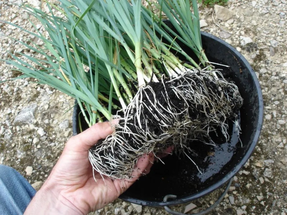 Trempage des racines dans une bassine