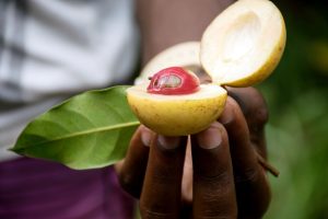 7 Plantes à épices méconnaissables dans votre cuisine