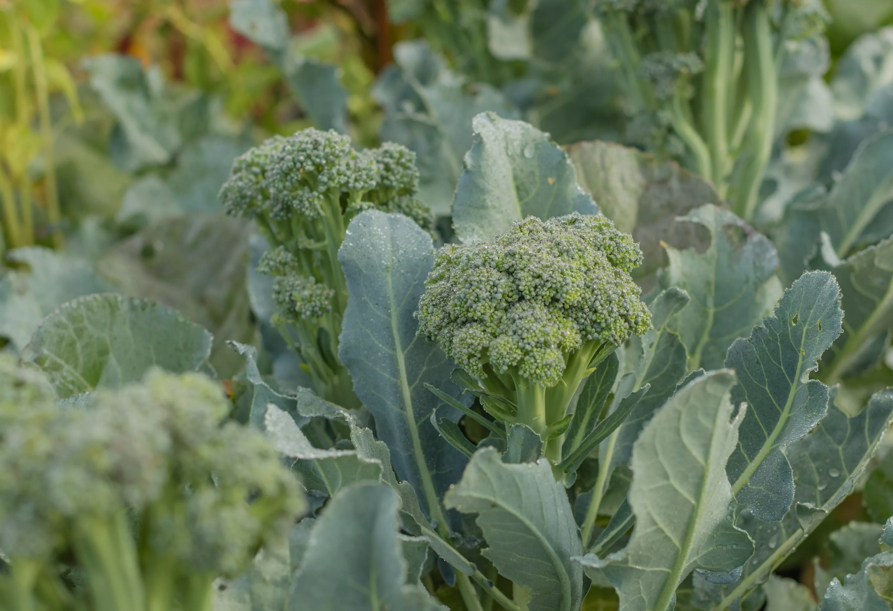 plant de brocoli dans un potager