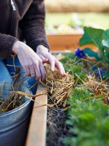 8 Astuces Clés pour un Paillage au Foin du Potager