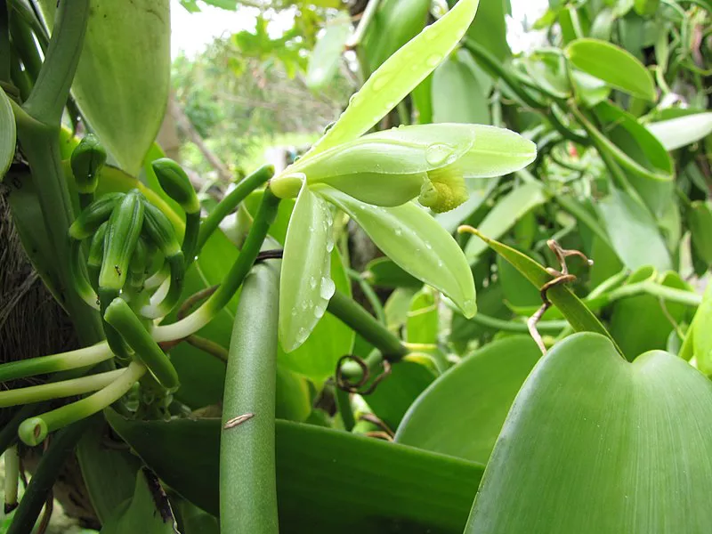 fleur d'orchidée de vanille en gros plan