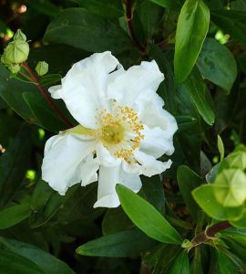 Anémone Buissonnière: Star Californienne du Jardin