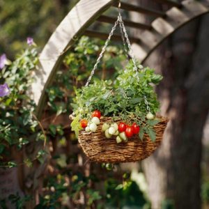 Astuce: Tomates en Suspensions pour des Fruits Juteux