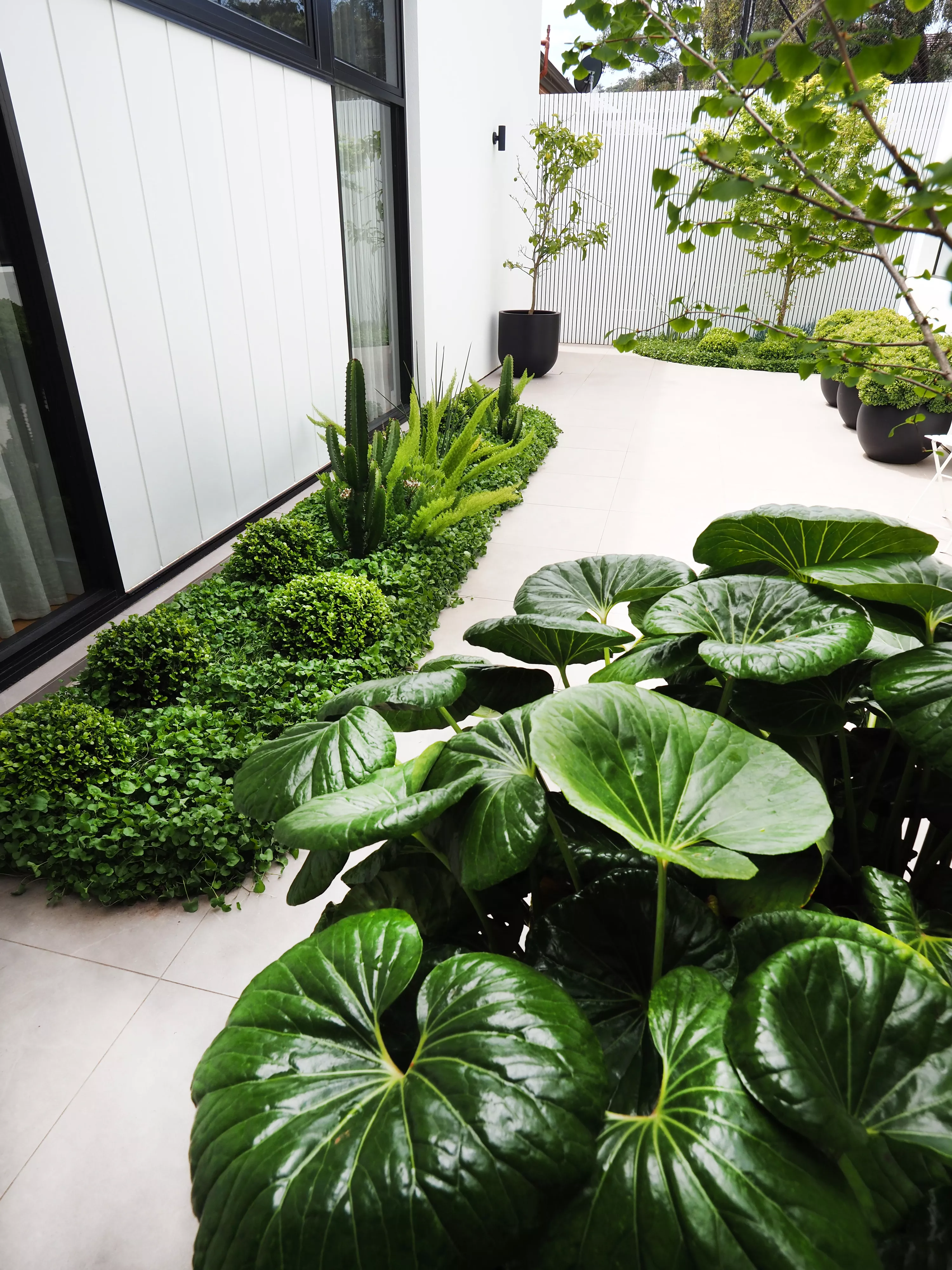 leopard plants in garden