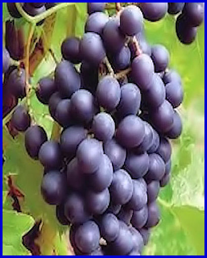 Vigne Raisin Cardinal Noir