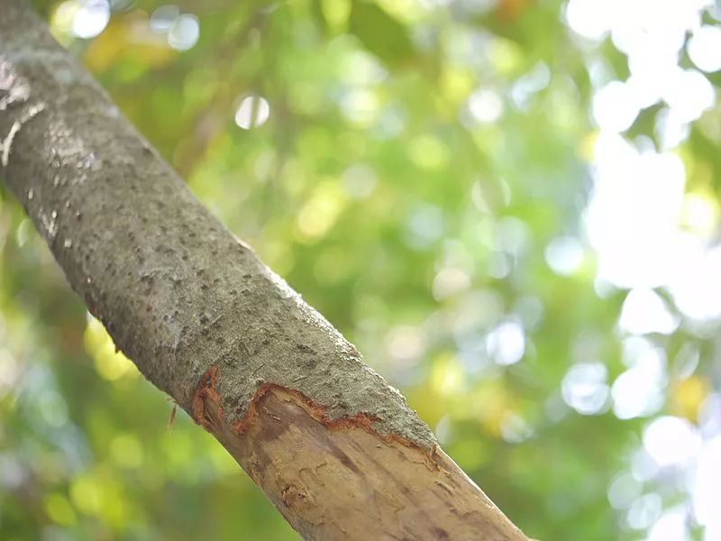 Écorce de cannelle d'un arbre de cannelle