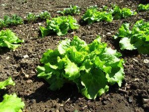 Comment cultiver des légumes en évitant les ravageurs et maladies