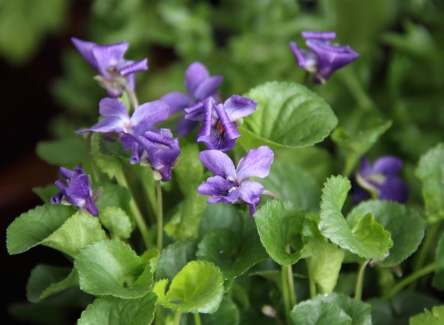 Comment cultiver la violette odorante dans son jardin