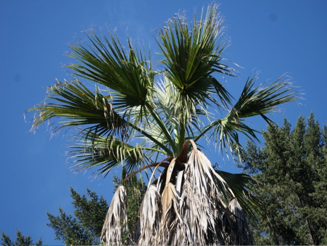 Conseils de plantation pour le palmier jupon