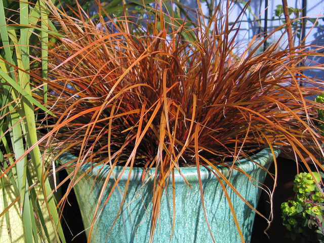 Conseils pour cultiver Uncinia rubra, une plante vivace au feuillage ornemental