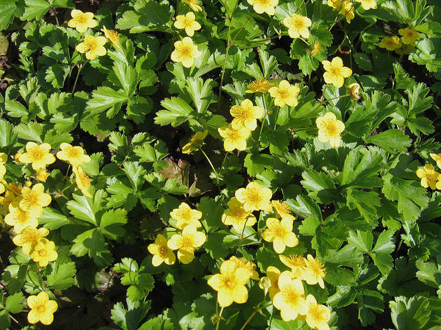 Conseils pour cultiver Waldsteinia ternata, couvre-sol jaune