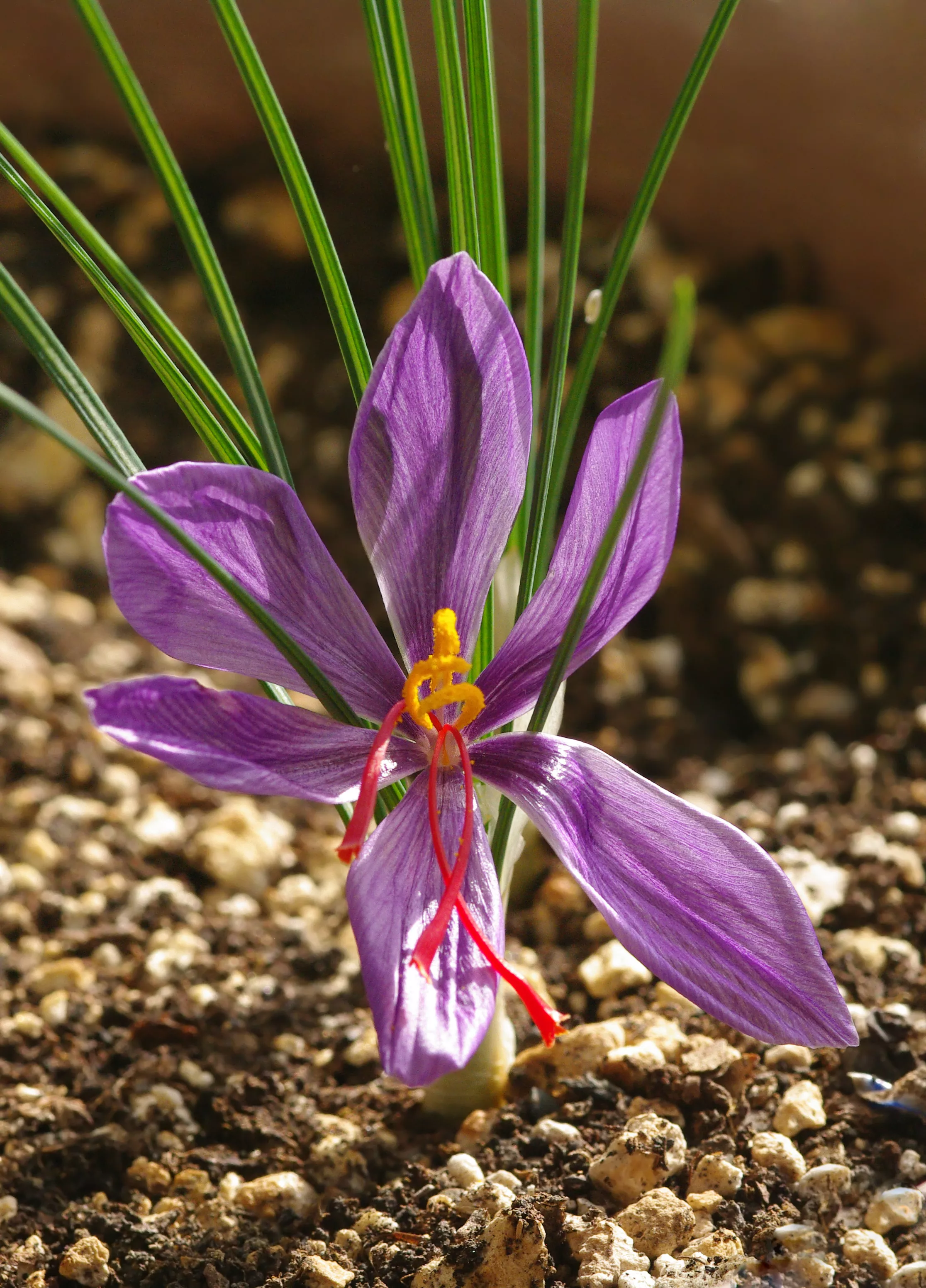 Fleur violette de crocus à safran avec un centre jaune et des étamines rouges