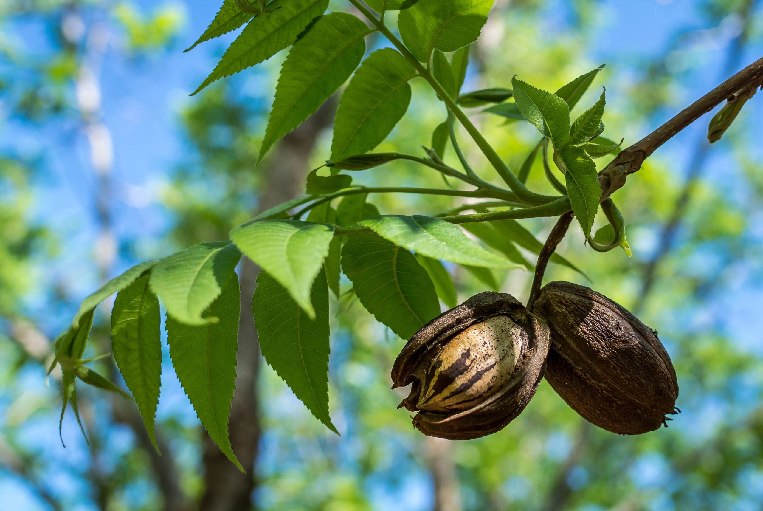 Cultiver des noyers pécan : Plantation et entretien