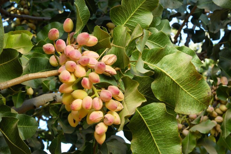 Cultiver des pistachiers dans votre jardin : Guide pratique