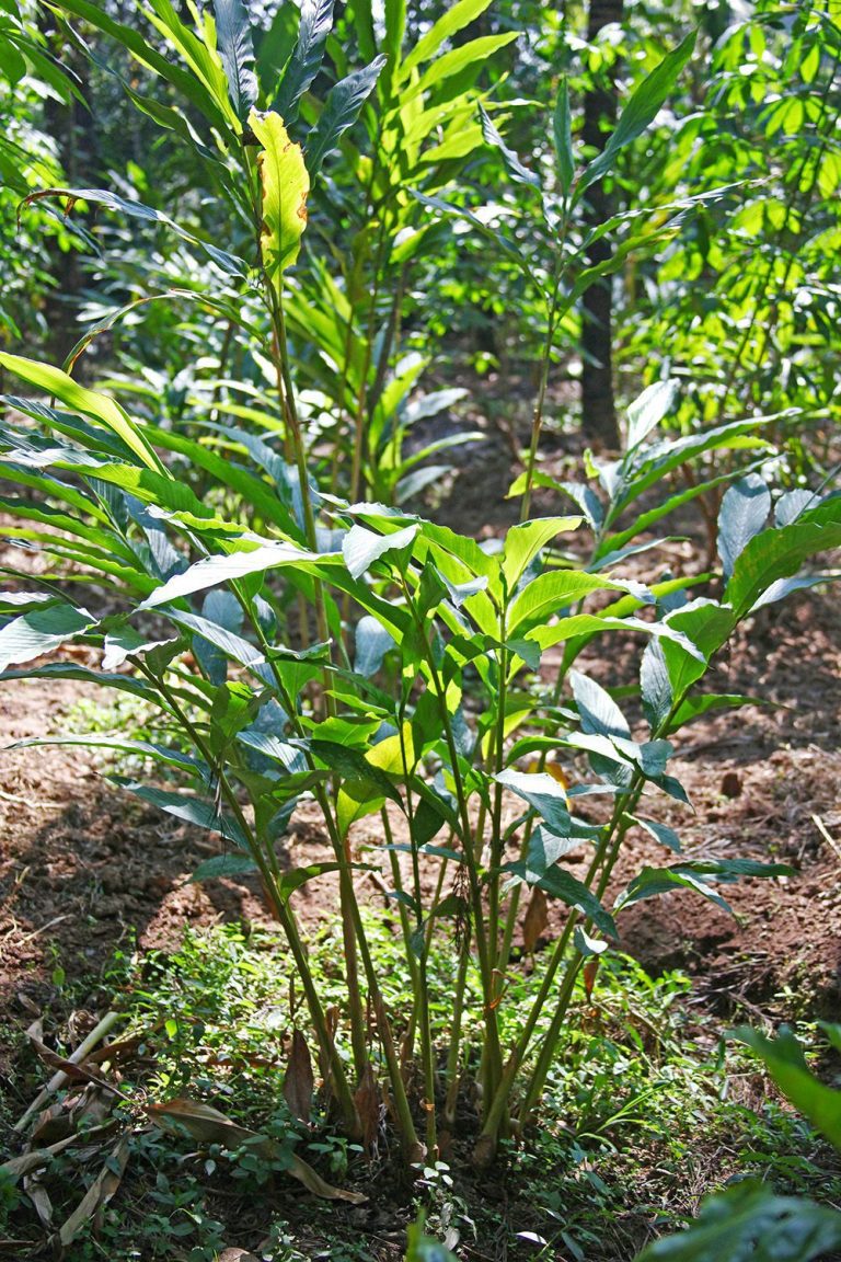 Cultiver le Cardamome chez Soi: Guide du Débutant