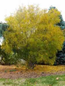 Cultiver le Nerprun : Guide pour Débutants en Jardinage