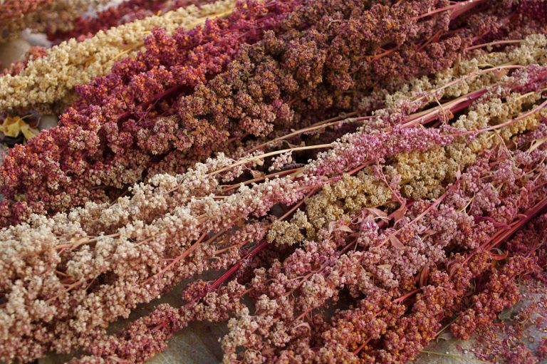 Cultiver le Quinoa: Astuces pour votre Jardin Potager