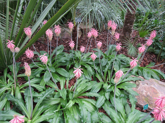 Cultiver le Veltheimia : conseils pour une floraison hivernale réussie