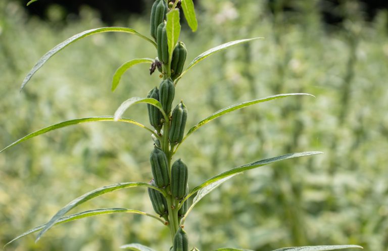 Cultiver le sésame: Plantation, Croissance et Récolte