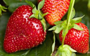 Cultiver ou Choisir les Meilleures Fraises de Saison