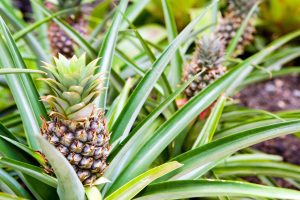 Cultiver un Ananas chez Soi : Conseils et Astuces