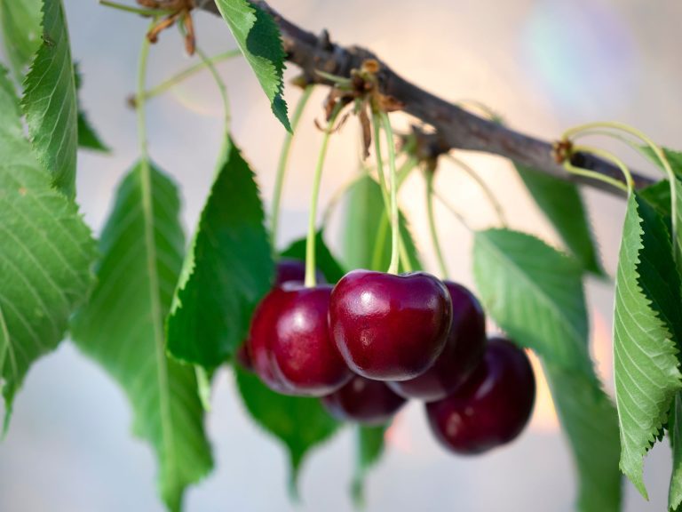 Cultiver un cerisier chez soi : guide facile