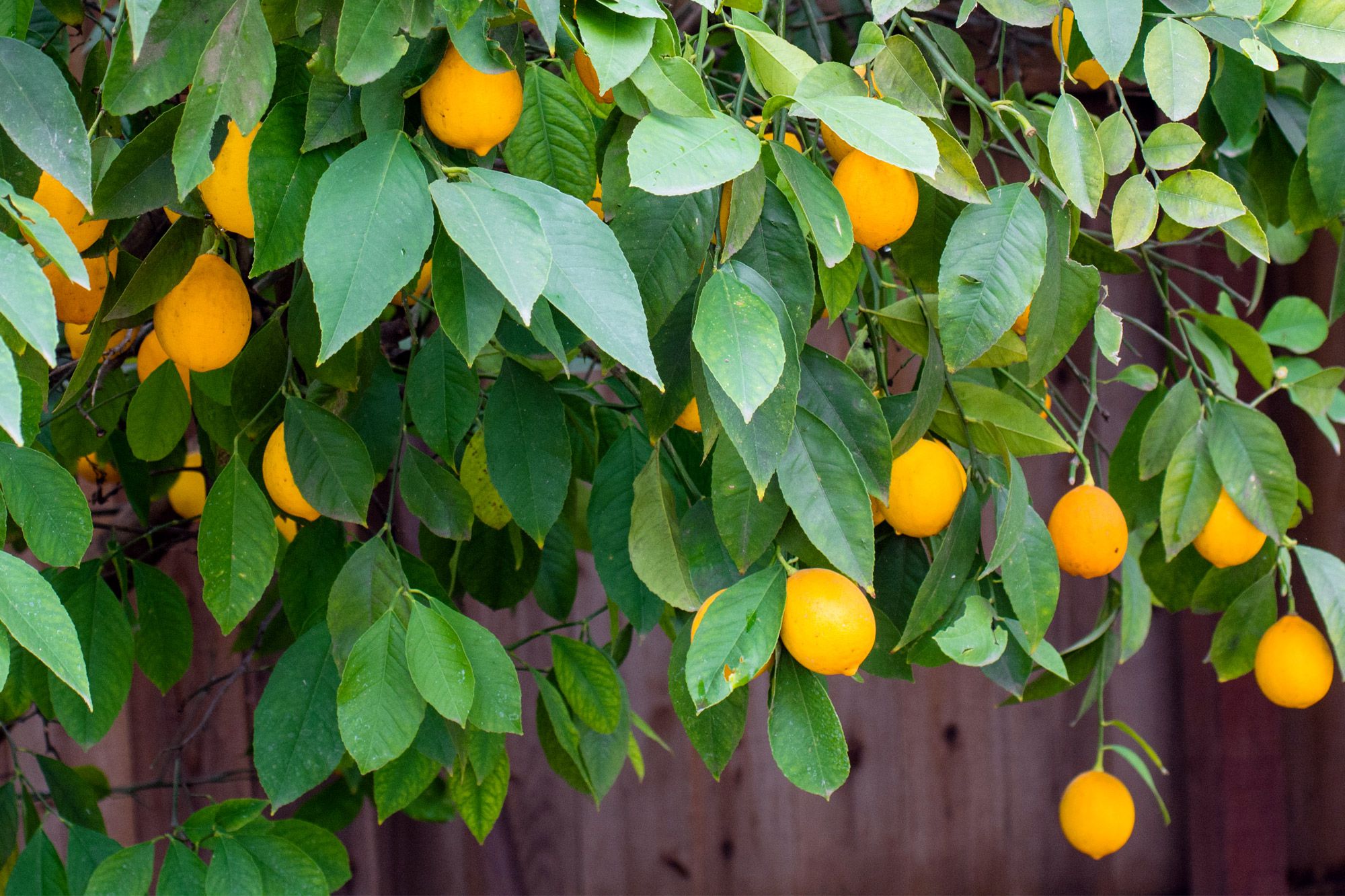 Cultiver un citronnier Meyer dans son jardin ou chez soi