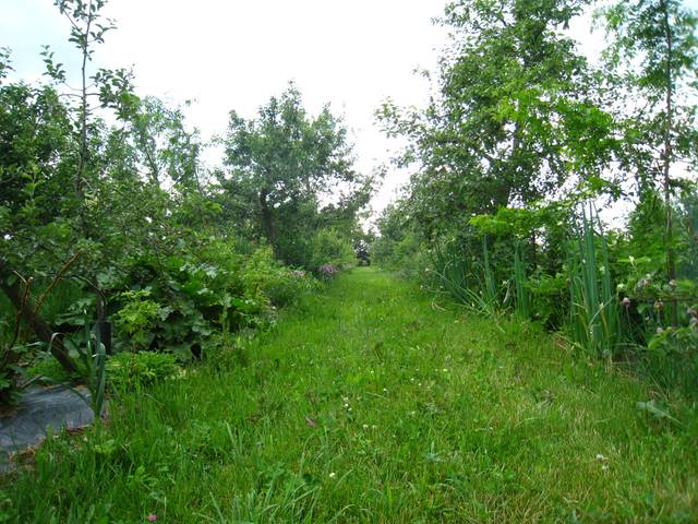 Cultiver un verger en permaculture : conseils pour la diversité des espèces et l'introduction d'animaux