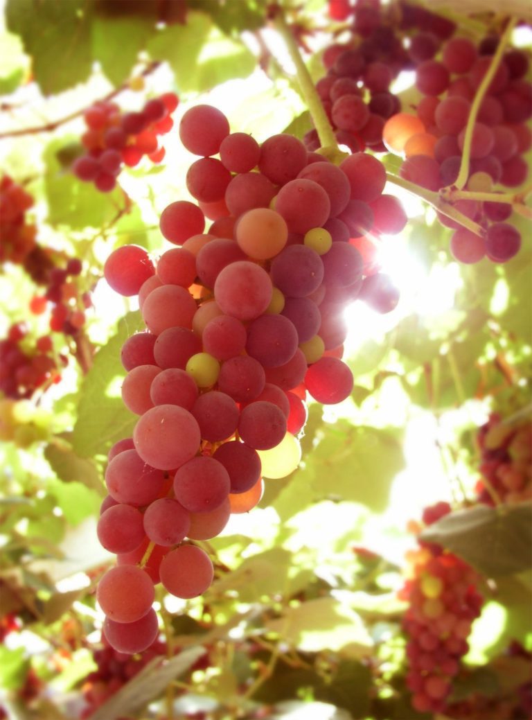 Cultivez vos Raisins : Plantation et Entretien Faciles