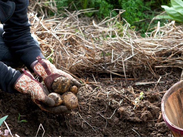 Culture de pommes de terre sans butter : la méthode du paillage