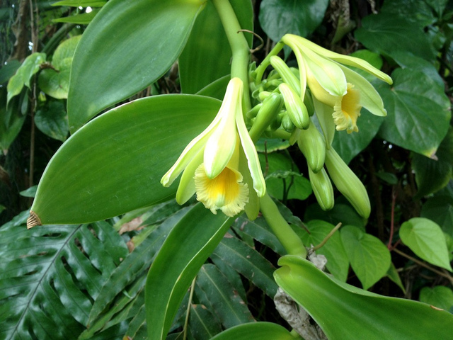Découvrez l'orchidée gourmande: la vanille