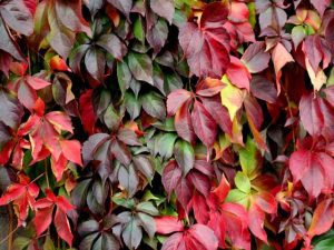 Découvrez la vigne vierge, une grimpante flamboyante