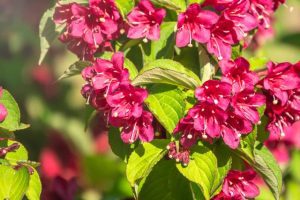 Découvrez le weigelia : un arbuste à floraison spectaculaire