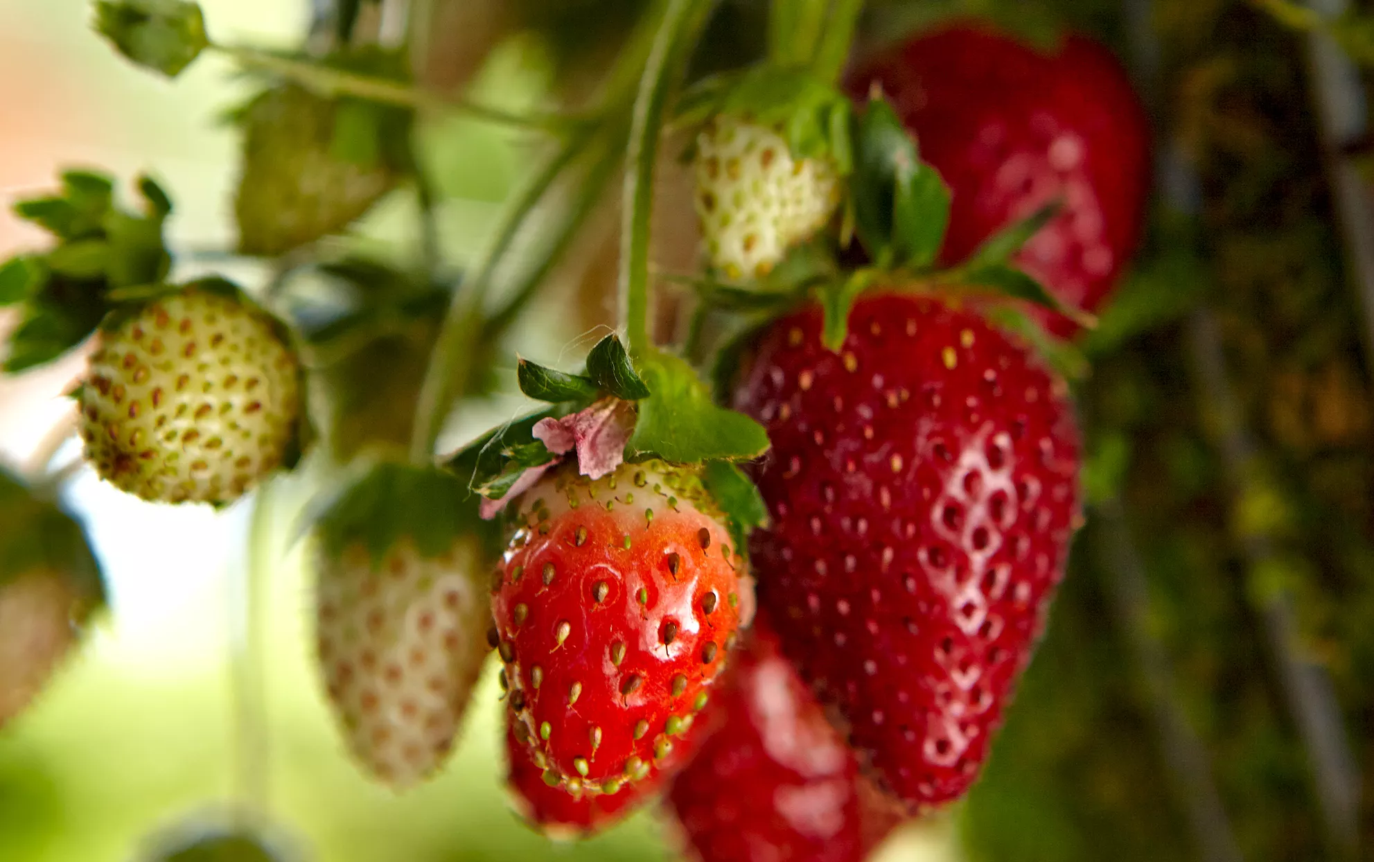 fraises poussant dans un jardin