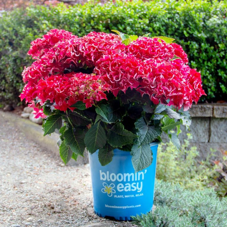 Hydrangea Frill Ride: Explosion de Couleurs en Fleurs