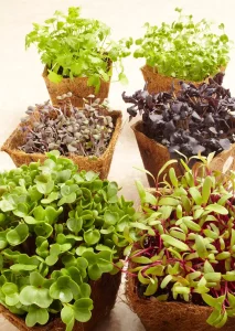 Les Microgreens : Qu'est-ce que c'est ?