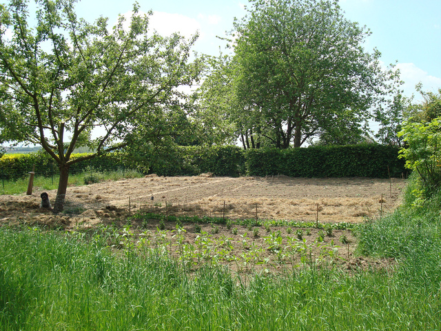 Les bienfaits des arbres et arbustes dans le potager