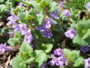 Les meilleures plantes pour les abeilles au printemps