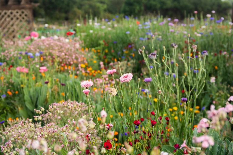 Les merveilles des fleurs sauvages au jardin