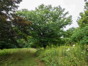 Orme de Sibérie: conseils pour cultiver ce bel arbre flamboyant