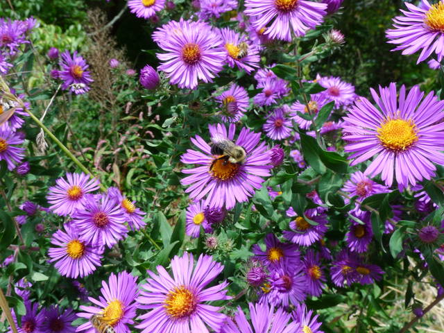 Plantes mellifères pour nourrir les abeilles en automne