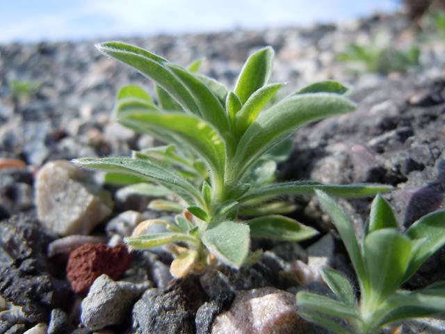 Plantes spontanées et semis de fleurs pour un jardin naturel