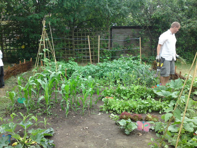 Potager de 30m2 : légumes à planter et astuces de récolte